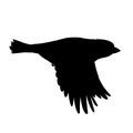 Realistic sparrow flying. Stencil. Monochrome vector illustration of black silhouette of little bird sparrow isolated on Royalty Free Stock Photo