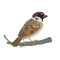 Realistic sparrow sitting on a branch. Colorful vector illustration of little bird sparrow in hand drawn realistic style