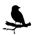 Realistic sparrow sitting on a branch. Monochrome vector illustration of black silhouette of little bird sparrow