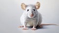 Realistic Speedpainting Of A White Rat With Distinctive Noses