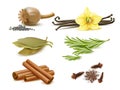 Realistic spices and herbs. Isolated natural elements, dry and fresh ingredients, poppy seeds, rosemary sprigs, cinnamon sticks,