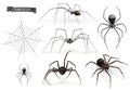 Realistic spider. Halloween 3d vector icon set