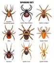 Realistic Spiders Species Set