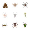 Realistic Spinner, Locust, Arachnid And Other Vector Elements. Set Of Bug Realistic Symbols Also Includes Tarantula