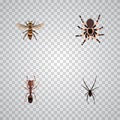 Realistic Spinner, Tarantula, Wasp And Other Vector Elements. Set Of Insect Realistic Symbols Also Includes Arachnid