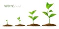 Realistic sprouts 3D.Phases plant growing.Evolution concept. Seeds sprout in ground. Sprout, plant, tree growing