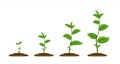 Realistic sprouts. Green plant stages of growth, agricultural plant seedling in ground. Vector young green been grow Royalty Free Stock Photo