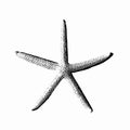 realistic starfish. insulated. logo, symbol, icon. vector illustration.