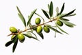 Realistic Stock Photos of olive branch on white background Generative AI