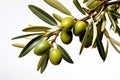 Realistic Stock Photos of olive branch on white background Generative AI