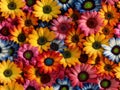 Realistic style colorful gerbera daisy flowers seamless pattern