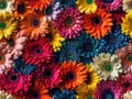 Realistic style colorful gerbera flowers seamless pattern