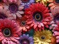 Realistic style colorful gerbera flowers seamless wallpaper