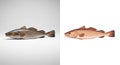 Atlantic Cod Fish Realistic and Stylized Illustrations on White Background seafood Royalty Free Stock Photo