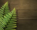 Realistic summer background with green fern leafs on wooden texture. Outdoor camping adventure. Design template. Royalty Free Stock Photo