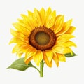 Realistic Sunflower Clipart On White Background Royalty Free Stock Photo