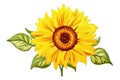 Realistic sunflower flower embroidery isolated on white background