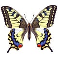 Realistic swallowtail butterfly