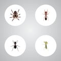 Realistic Tarantula, Grasshopper, Ant And Other Vector Elements. Set Of Bug Realistic Symbols Also Includes Tarantula