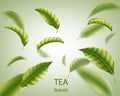 Realistic tea leaves background. Green leaves tea whirl in the air for design, advertising and packaging. Vector