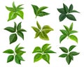 Realistic tea leaves. Green mint and tea leaves collection, bush branch decoration. Vector isolated set Royalty Free Stock Photo