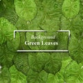 Realistic text frame with elements of leaves and water drops, dew. background of green leaves, close-up in 3d style. top view for Royalty Free Stock Photo