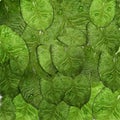 Realistic text frame with elements of leaves and water drops, dew. background of green leaves, close-up in 3D style. top view for Royalty Free Stock Photo