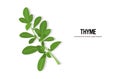 Realistic thyme twig tasty fresh herb green leaves healthy food concept horizontal copy space