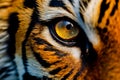 Realistic tiger face. Generative AI Royalty Free Stock Photo