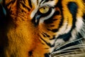 Realistic tiger face. Generative AI Royalty Free Stock Photo
