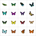 Realistic Tiger Swallowtail, Copper, Archippus And Other Vector Elements. Set Of Moth Realistic Symbols Also Includes