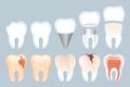 Realistic Tooth Structure Vector Illustration