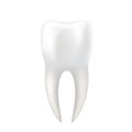 Realistic tooth on white background. Shiny healthy tooth isolated