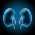 Realistic transparent blue kidney on dark background