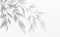 Realistic transparent shadow of a bamboo branch with leaves isolated on a transparent background. Vector illustration Royalty Free Stock Photo