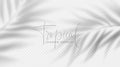 Realistic transparent shadow from a leaf of a palm tree on the white background. Tropical leaves shadow. Mockup with Royalty Free Stock Photo