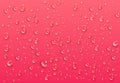 Realistic transparent water drops. Pure condensed droplets on bright pink background. Wet surface and clear liquid