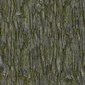 Realistic tree bark with moss seamless rendered texture background image Royalty Free Stock Photo