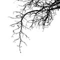 Realistic tree branches silhouette Vector illustration.Eps10
