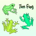 Realistic common tree frogs illustration