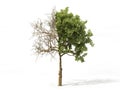 Realistic tree isolated on a white. 3d illustration