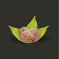 Realistic tree walnut and walnut leaf, vector