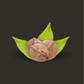 Realistic tree walnut and walnut leaf, vector Royalty Free Stock Photo