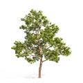 Realistic tree on a white background.