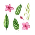 Set of hand drawn tropical leaves and flowers in color Royalty Free Stock Photo