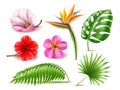 Realistic tropical flowers. Hibiscus and plumeria plants, banana and monstera leaves, 3d jungle isolated exotic flora Royalty Free Stock Photo