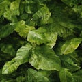 Realistic tropical leaves on canvas in naturalistic textures (tiled)