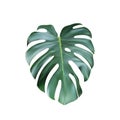 Realistic Green Tropical Monstera Leave From Top