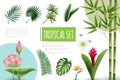 Realistic Tropical Plants Collection Royalty Free Stock Photo