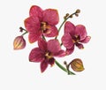 Realistic tropical red and pinc orchid branch watercolor illustration isolated on white background The symbol of royal beauty ench Royalty Free Stock Photo